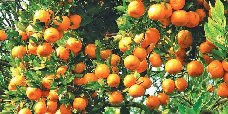 आकर्षक मूल्यमा बिक्री हुँदै अगौटे सुन्तला