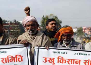 आकर्षक मूल्यमा बिक्री हुँदै अगौटे सुन्तला