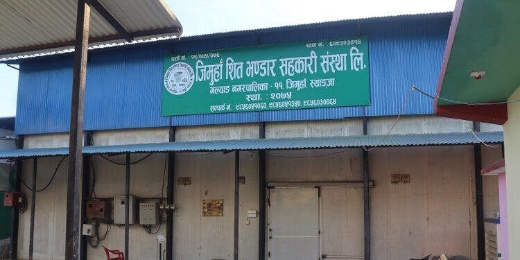 एउटै गाउँबाट साढे दुई करोडको बीउ आलु बिक्री