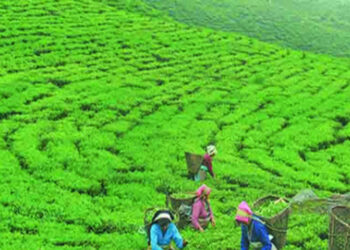 एक करोड केजी चिया गोदाममा थन्कियो