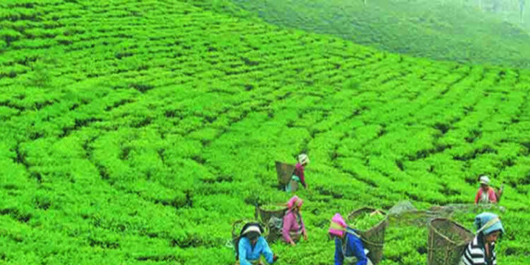 एक करोड केजी चिया गोदाममा थन्कियो