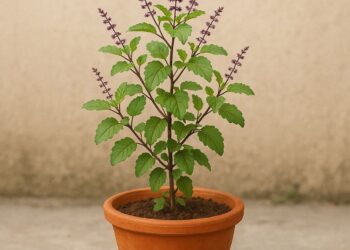 आज हरिशयनी एकादशी, घर–घरमा तुलसी रोपिँदै