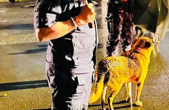 अबिरल वर्षाबीच एआइजी कार्कि फिल्डमा, सुरक्षामा उच्च सतर्कता
