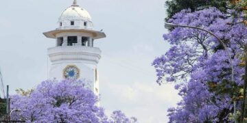 काठमाडौं उपत्यकामा वसन्तसँगै चेरीको बहार, राजधानी झनै मनमोहक